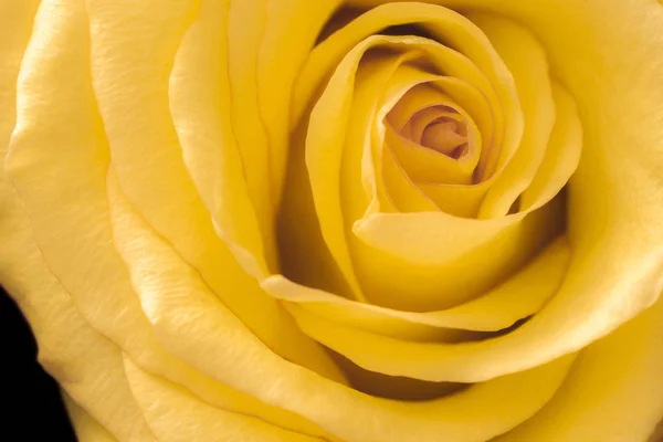 Одна желтая роза — стоковое фото