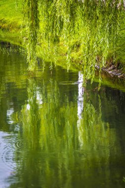 Su üzerinde willow