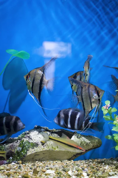Peixe no aquário — Fotografia de Stock