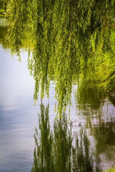 Su üzerinde willow