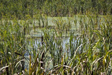 Bir su birikintisi ile büyümüş