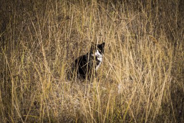 Çimlerdeki kedi