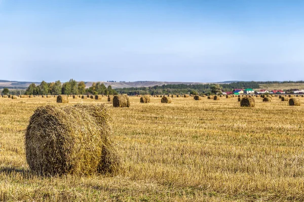 Скручена солома на полі — стокове фото