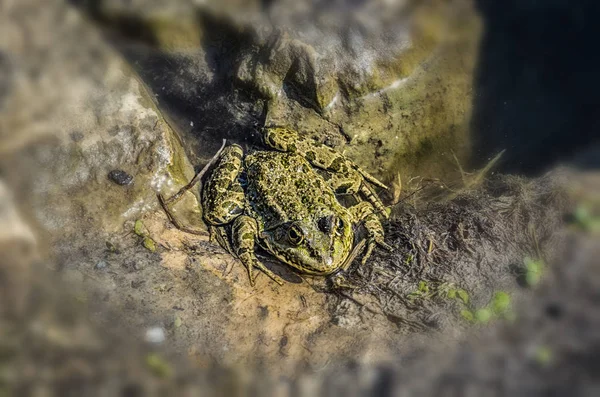 Méchant grenouille dans étang — Photo