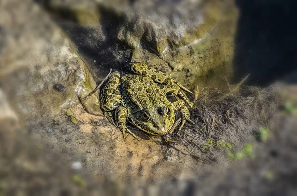 Rã desagradável na lagoa — Fotografia de Stock