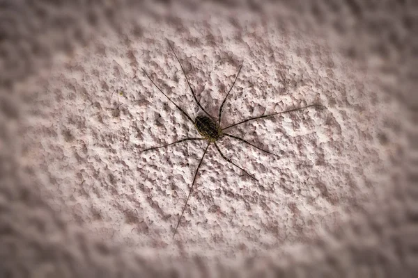 Aranha em uma parede de concreto — Fotografia de Stock