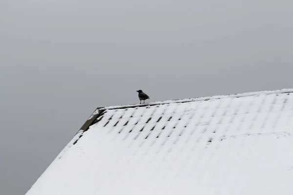 Krähe auf dem Dach — Stockfoto