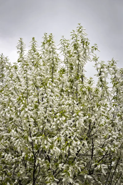 Белый куст вишни — стоковое фото