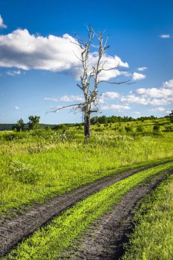 Eski kuru huş ağacı