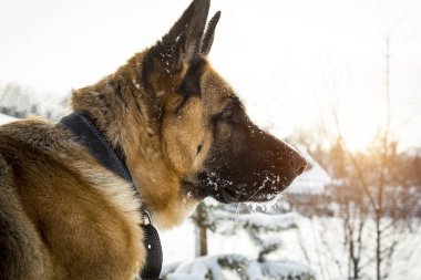 Alman çoban köpeği başkanı