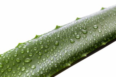 aloe, yeşil yaprak
