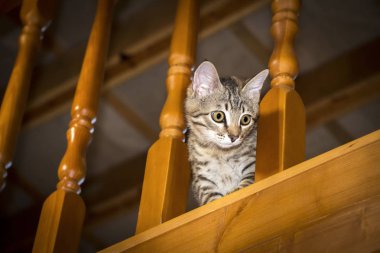 Biraz yaramaz kedi yavrusu