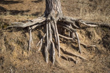 Çıplak ağaç kökleri
