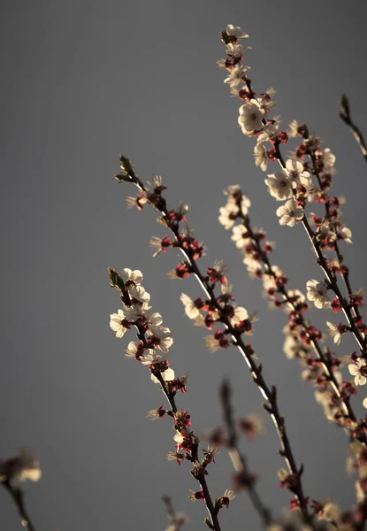 Floración de albaricoque —  Fotos de Stock