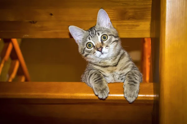 Um gatinho maroto — Fotografia de Stock