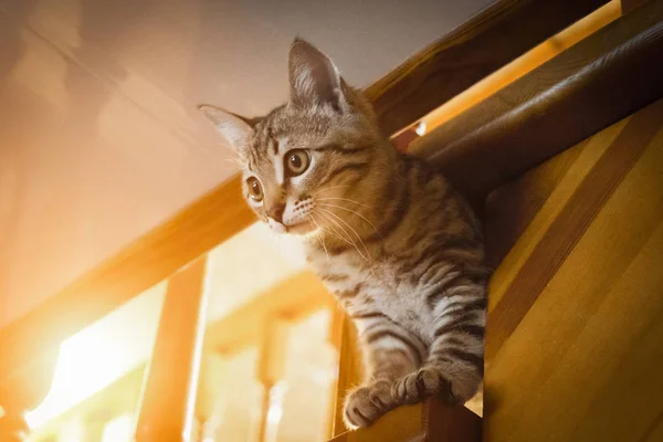 Um gatinho maroto — Fotografia de Stock