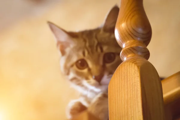Um gatinho maroto — Fotografia de Stock