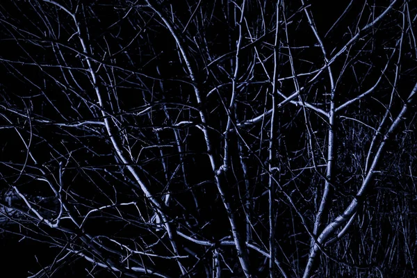 Trockener Baum in der Nacht — Stockfoto