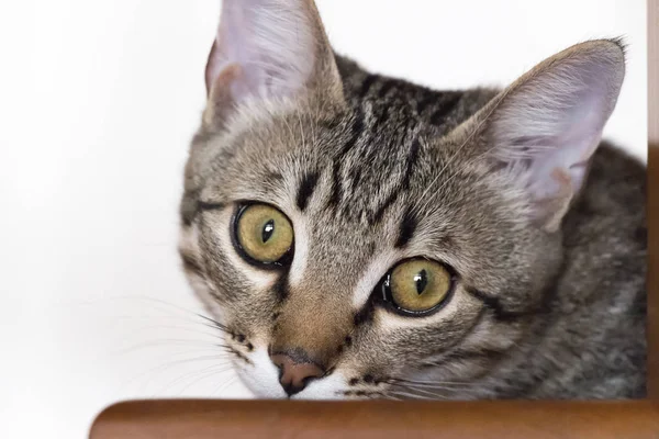 Um gatinho maroto — Fotografia de Stock