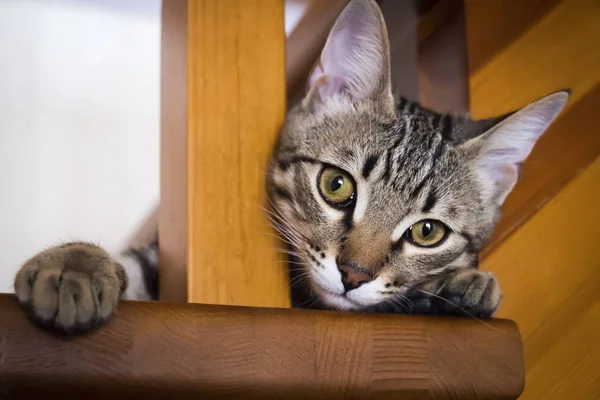 Biraz yaramaz kedi yavrusu — Stok fotoğraf