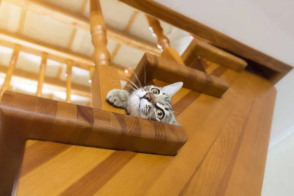 Маленький непослушный котенок — стоковое фото