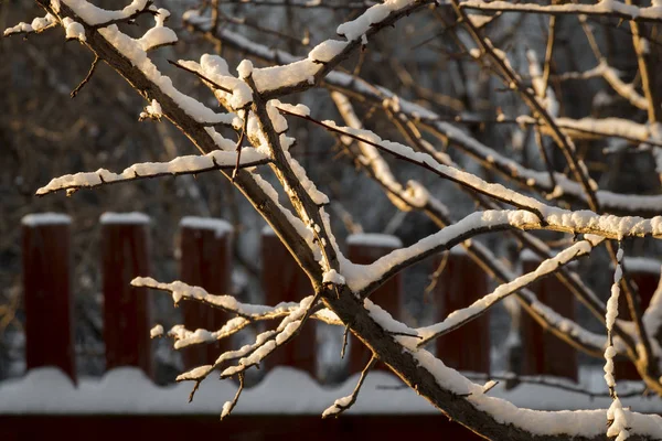 Uma manhã de inverno clara — Fotografia de Stock