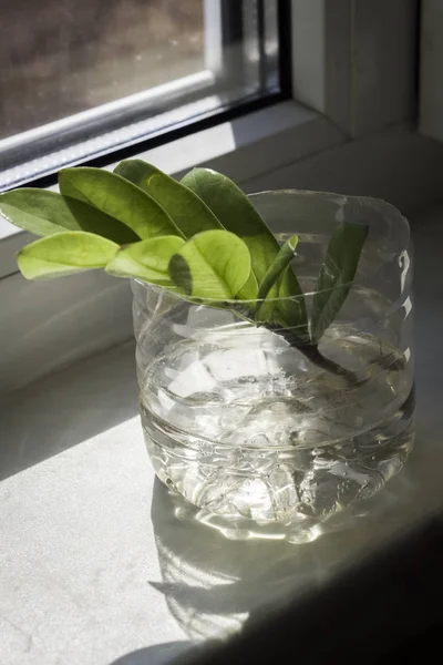 Une branche dans un verre d'eau — Photo