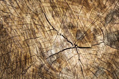 Cut tree trunk