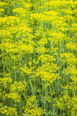 çiçek açan dereotu