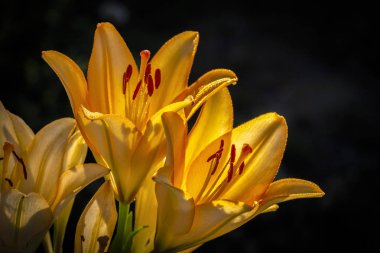 Sarı zambak çiçekler