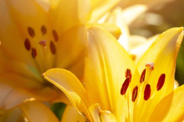 Sarı zambak çiçekler