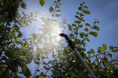 Ağaçların yağmurlama