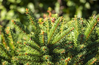 Dekoratif köknar dalı