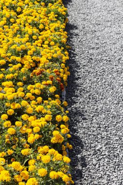 Parlak çiçek yatak