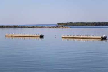 Rıhtımdaki martılar