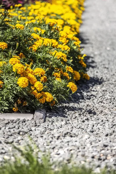 Lecho de flores brillante — Foto de Stock