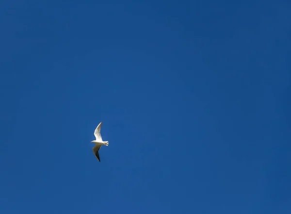 Gulls in the sky — Stockfoto