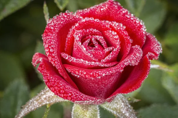 Утренняя роса на розах — стоковое фото