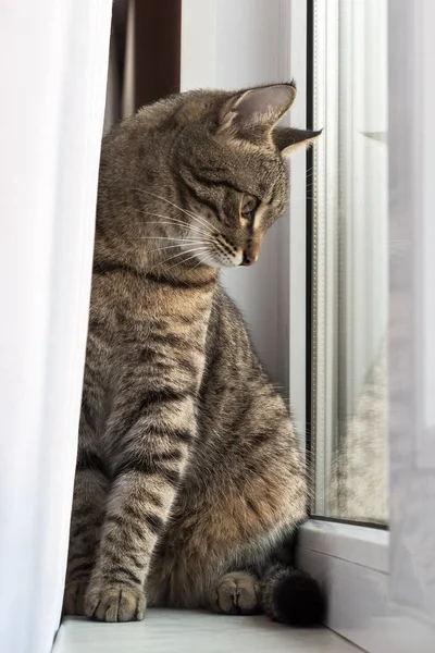 A young cat — Stock Photo, Image