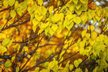 Sarı sonbahar yaprakları