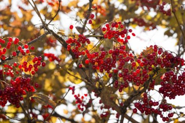 Sarı sonbahar yaprakları
