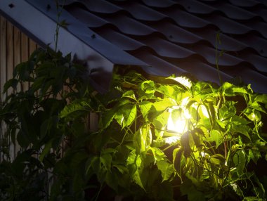 LED Bahçe spot
