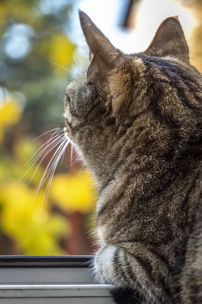 O gato olha pela janela — Fotografia de Stock