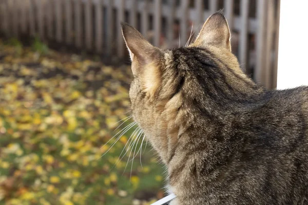 The cat looks out the window — Stock Photo, Image