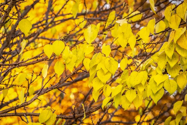 Yellow autumn leaves — Stock Photo, Image