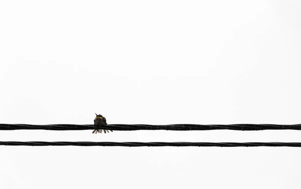 Птица на проволоке — стоковое фото