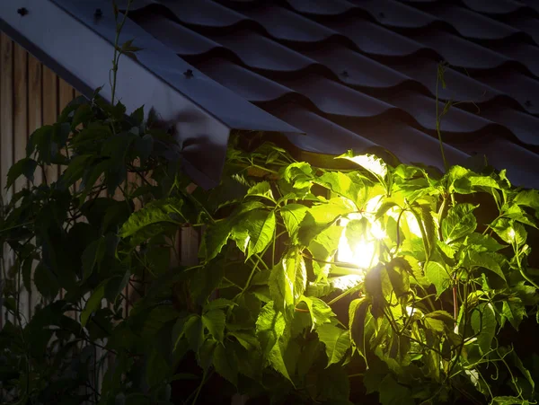 LED garden spotlight