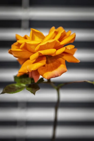 Розы на подоконнике — стоковое фото