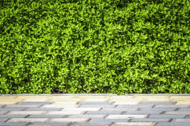 Parkta dekoratif çalılar