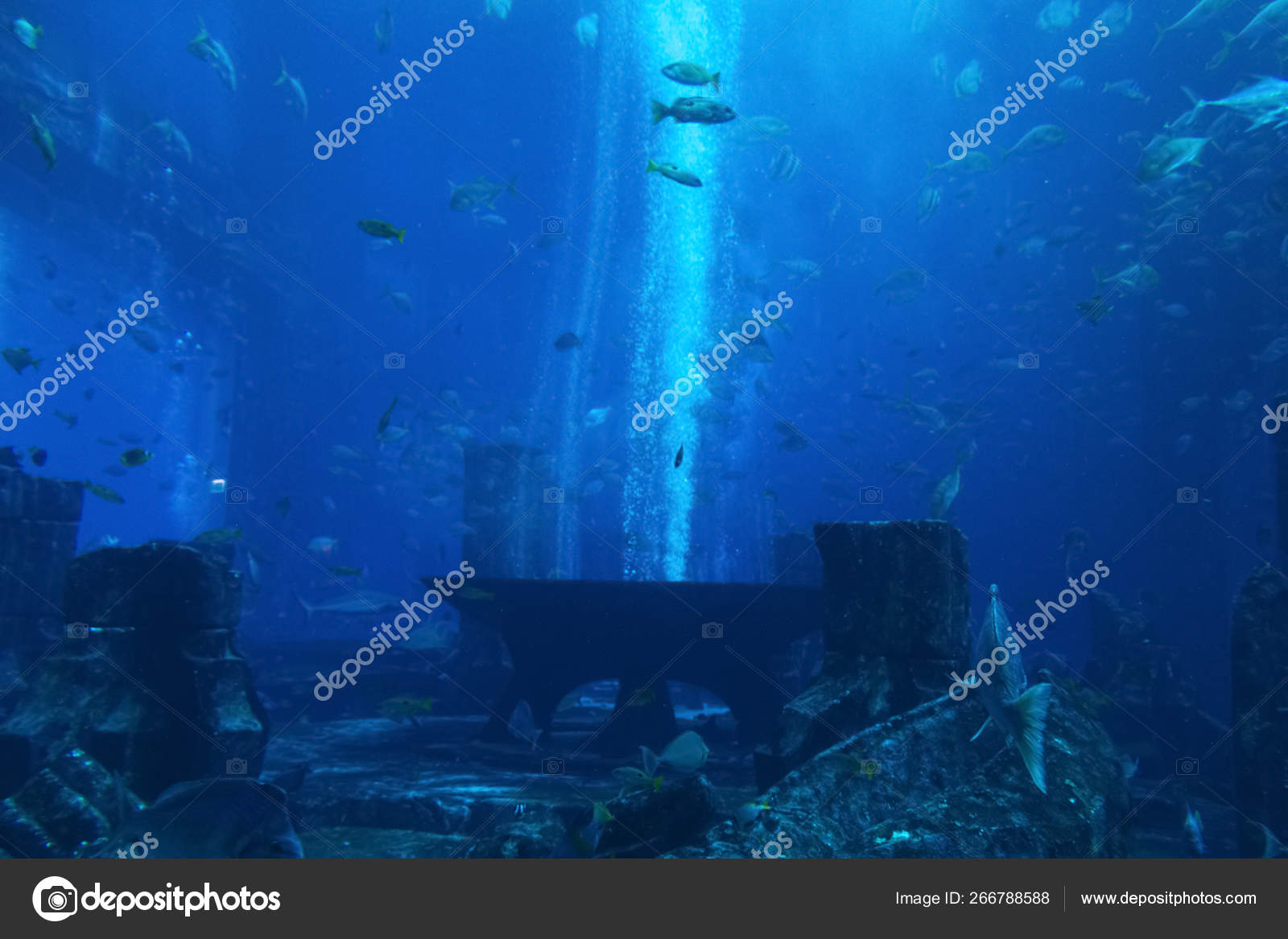 Fish In The Aquarium Stock Photo C Sv Production 266788588
